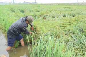 Nông dân Thừa Thiên - Huế xuống đồng cứu lúa.