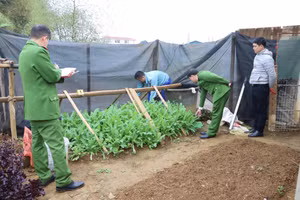 Lực lượng chức năng kiểm đếm số cây thuốc phiện.