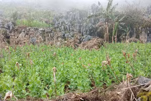 Hơn 8.000 cây thuốc phiện được các đối tượng trồng trên sườn núi cao.