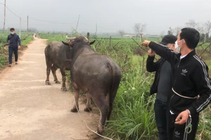 Cơ quan công an bắt giữ 2 đối tượng trộm cắp trâu bò rồi đưa về trang trại.