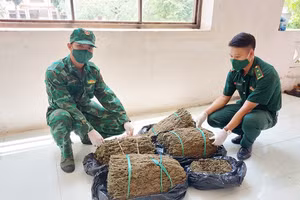 Số cần sa được cơ quan chức năng thu giữ.