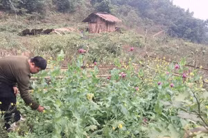 Công an xã Quảng Lâm phát hiện 115 cây thuốc phiện trồng trái phép.