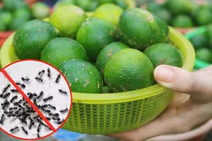 Mẹo diệt kiến hiệu quả không dùng hóa chất 