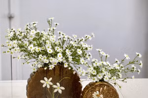 Mẹ 8X Hà thành gợi ý cắm cúc hoạ mi đẹp không bị rối bông, không dùng xốp