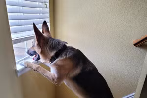 Mẹo bảo vệ ngôi nhà an toàn, không bị kẻ trộm rình mò