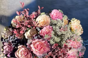 Ngắm vườn bắp cải hoa hồng đẹp mê mẩn của mẹ Việt