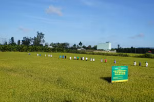 Mô hình trình diễn “Sử dụng phân bón tiết kiệm – cân đối – hiệu quả trong sản xuất nông nghiệp” trên cây lúa vụ Hè thu.