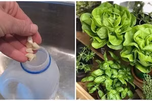 Thuốc trừ sâu từ tỏi (hình minh họa).