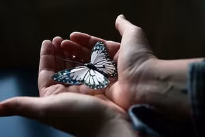 4 con vật xuất hiện trong nhà báo hiệu may mắn liên tiếp cho gia chủ