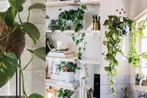 Tất cả bộ phận của trầu bà như rễ, lá đều có thể khiến thú cưng gặp nguy hiểm (hình minh họa).