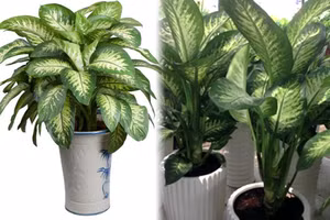 Những loại cây nên trồng giúp cải thiện giấc ngủ 