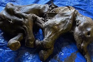 Xác ướp ma mút Nun cho ga vừa được khai quật - Ảnh: TWITTER .