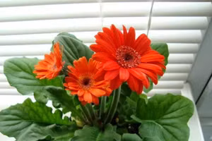 3 loài hoa bày ban thờ Thần Tài đón may mắn, tài lộc