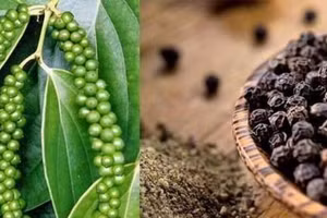 Hạt tiêu không chỉ là gia vị, còn nhiều tác dụng khác mà bạn chưa biết (hình minh họa).