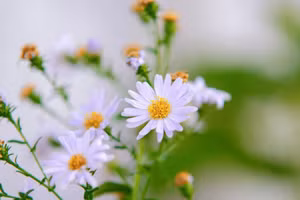 Hai con giáp tiền bạc dư dả, tình cảm rực rỡ trong những ngày tới