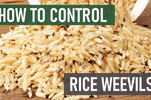 Không được để mọt xâm nhập vào gạo rất có hại cho sức khỏe (hình minh họa)