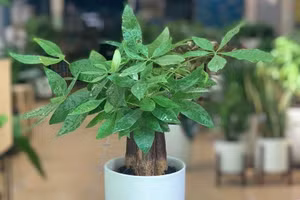 5 loại cây phong thủy giúp gia chủ xua đuổi vận đen tháng cô hồn