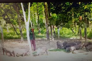 Các chính sách tín dụng kịp thời đã giúp người dân ổn định cuộc sống.