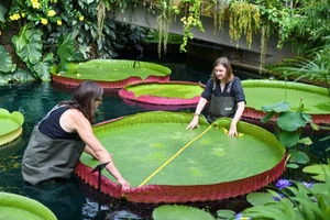 Các nhà khoa học đo lá của loài hoa súng Victoria . (Ảnh: RBG Kew).