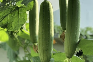 Tác dụng kỳ diệu của quả mướp, nhiều người tiếc vì không biết sớm hơn