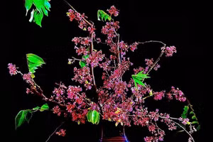 Mẹ đảm Hà thành gây thương nhớ bằng bình hoa, cành quả đẹp - độc lạ