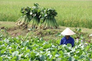 Bèo tây được lấy ở các mương nước, ao hồ.