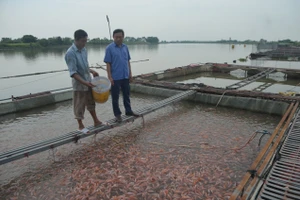 Khu nuôi cá của gia đình anh Lê Ngọc Quản, xã Quỳnh Hoa, huyện Quỳnh Phụ.