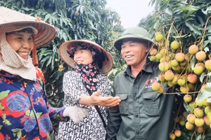 Người dân phường Phương Nam vui vẻ bên vườn vải chín sớm.