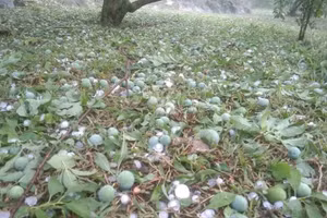 Mưa đá xuất hiện ở hai huyện Mộc Châu và Vân Hồ khiến cho mận rụng hàng loạt.