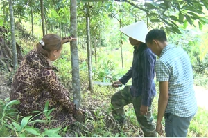 Mô hình trồng quế ở xã Mường Toong, huyện Mường Nhé.