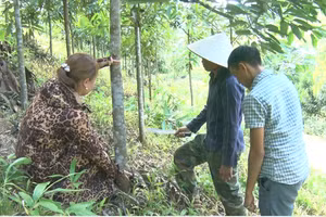 Mô hình trồng quế ở xã Mường Toong, huyện Mường Nhé.