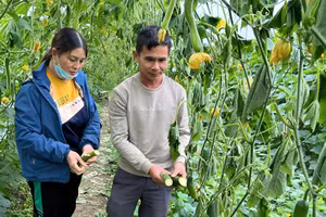 Vợ chồng ông Huynh bên ruộng bí bị phá hoại, cây héo úa. (Ảnh: NDCC)