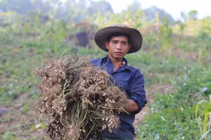 Người dân bản Pà Ca, xã Nậm Cắn thu hoạch lạc. (Ảnh: Phạm Tâm)