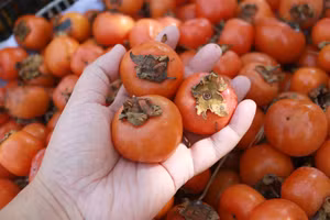 Những quả hồng chín mọng, căng tròn. (Ảnh: Phạm Tâm)