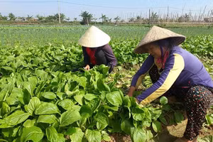 Người dân xã Quỳnh Minh, huyện Quỳnh Lưu thu hoạch rau cải. (Ảnh: PT)