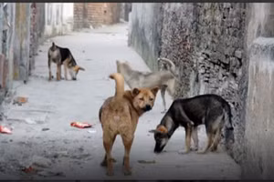 Tình trạng nuôi chó thả rông, không rọ mõm ở các địa phương còn rất nhiều. (Ảnh minh hoạ)