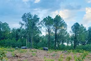 Vào tháng 9/2020, cũng tại lâm trường thuộc Công ty TNHH MTV Lâm nghiệp Đường 9 từng xuất hiện đàn trâu vô chủ, chuyên dẫm phá cây trồng và tấn công công nhân cùng người đi rừng.