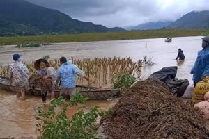 Bà con nông dân vùng núi Quảng Trị tranh thủ thu hoạch hoa màu chạy lũ.