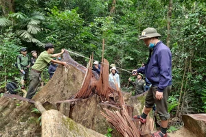 Một cây cổ thụ trong rừng đặc dụng Bắc Hướng Hóa bị lâm tặc đốn hạ còn trơ gốc. 