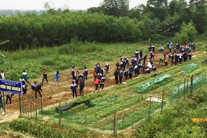 Học sinh Trường THPT Kỳ Anh thực nghiệm trồng hoa hướng dương trong một giờ học.