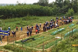 Học sinh Trường THPT Kỳ Anh thực nghiệm trồng hoa hướng dương trong một giờ học.