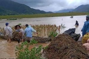 Bà con nông dân vùng núi Quảng Trị tranh thủ thu hoạch hoa màu chạy lũ.