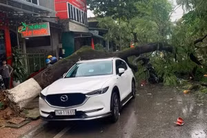 Cây phượng cổ gảy đổ xuống đường đè lên xe ôtô và xe máy đang đậu đỗ.