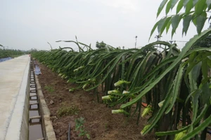 Ruộng thanh long thôn Trực Trang, xã Bát Trang thẳng tắp, xanh tươi.