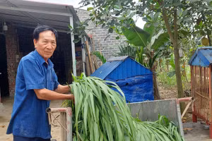 Ông Vũ Văn Nhĩ dù đã cao tuổi nhưng vẫn đam mê làm nông nghiệp.