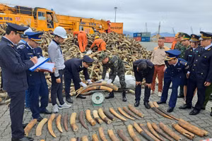 Gần 130 kg ngà voi nhập khẩu trái phép bị phát hiện, thu giữ.