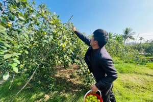 Người dân Bàng La mong mỏi mang thương hiệu táo muối vươn xa.