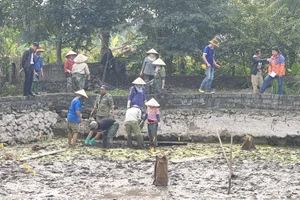 Hải Phòng: Khai quật 13 cọc gỗ ở “cánh đồng chân cọc” nghi liên quan đến chiến trận Bạch Đằng