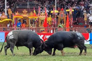 Lễ hội chọi trâu Đồ Sơn là nét đẹp văn hoá của người miền biển.