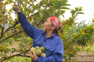 Người dân tích cực sản xuất và chủ động thoát nghèo